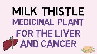 MILK THISTLE  Benefits for liver and cancer [upl. by Nosnaj]