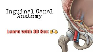 Inguinal Canal Anatomy  MADE SUPER EASY [upl. by Yllut463]