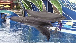 Dolphin Days Full Show at SeaWorld San Diego 52118 [upl. by Frederick]