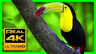 Stock Video 4K RoyaltyFree Clips [upl. by Kelby]