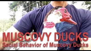 Raising Muscovy Ducks and Their Behaviors [upl. by Landrum]