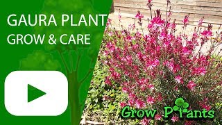 Gaura plant growing information Beeblossom [upl. by Elizabeth]