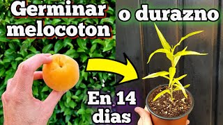 COMO GERMINAR DURAZNO en 14 Dias Germinar Semillas de Melocotón Sembrar y Plantar Melocotonero [upl. by Partan]