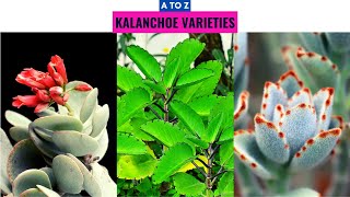 Kalanchoe Varieties A to Z [upl. by Oakes806]