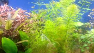 Parrots Feather Myriophyllum aquaticum [upl. by Lynden]