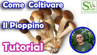 Come coltivare i funghi Pioppini [upl. by Lali]