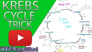 Krebs Cylcle Trick How to remember krebs cycle FOREVER [upl. by Ytinav790]