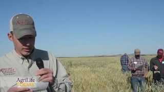 Triticale provides grazing advantages [upl. by Riba]