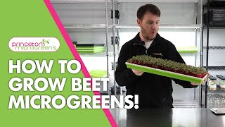 How to grow Beet Microgreens [upl. by Yorke205]