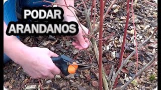 Poda Así El Arándano Y Te Dara Mas Fruta  La Huertina De Toni [upl. by Yelssew]