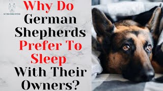 Why Do German Shepherds Prefer To Sleep With Their Owners [upl. by Mehsah]