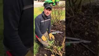 Pruning an old Rose Bush [upl. by Adyahs810]