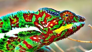 How Do Chameleons Change Color [upl. by Henrion]