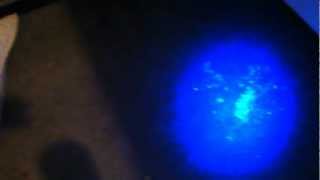 How to Find Cat Urine Odor with a Blacklight or UV Light [upl. by Johnathan]