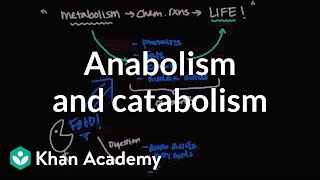 Overview of metabolism Anabolism and catabolism  Biomolecules  MCAT  Khan Academy [upl. by Jarad]