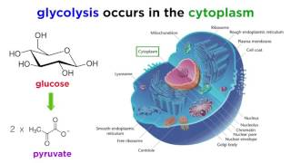 Cellular Respiration Part 1 Glycolysis [upl. by Anivol]