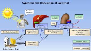 Calcium and Phosphate Metabolism [upl. by Codding]