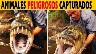 Jeremy Wade monstruosderío DoradoPirayú video de Monstruos de río monstruosderíorivermonster [upl. by Ikram]