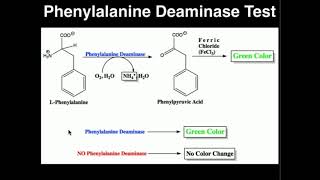 Microbiology Phenylalanine Deaminase Test [upl. by Ierna418]