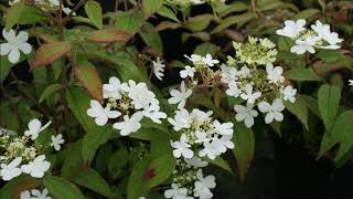 Viburnum plicatum [upl. by Ettinger]