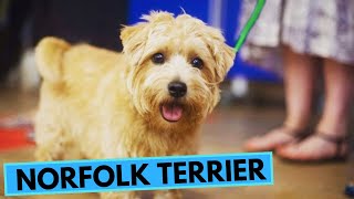 Norfolk Terrier  TOP 10 Interesting Facts [upl. by Mckenna]