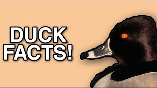 Ring Necked Duck Facts [upl. by Gabriel]