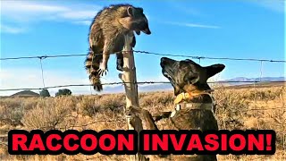 100 NATURAL WAY to Control Invasive Raccoons [upl. by Nerok348]