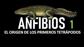 Herpetología 1 Anfibios  El Origen De Los Primeros Tetrápodos [upl. by Livy502]