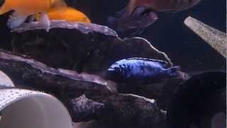 Introducing Metriaclima sp Msobo Deep quotMagungaquot  Yellow Female amp BlueBlack Male [upl. by Anoel]