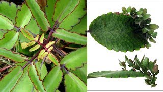 3 Ways To Grow Kalanchoe Pinnata  Kalanchoe Kataka Taka [upl. by Presley145]