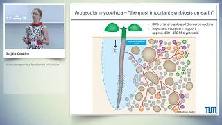 Arbuscular mycorrhiza development and function [upl. by Ho]