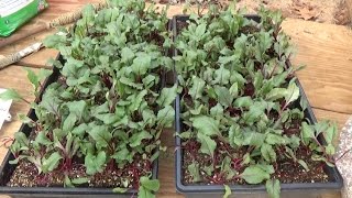 BEETS  GROWING STEP BY STEP HOW TO DO IT OAG 2017 [upl. by Solotsopa]