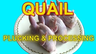 PLUCKING amp PROCESSING QUAIL  Testing the Plucker Ukraine Drill Mounted Plucker [upl. by Doti]