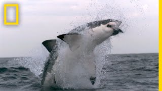 Western Australias Shark Attack Causes  SharkFest [upl. by Kirre594]