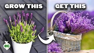 5 Tips to Grow Perfect Lavender [upl. by Eanerb887]