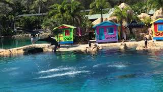 Sea World Dolphin Show  Gold Coast  Australia HD [upl. by Goebel]