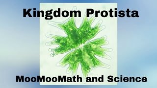 Kingdom Protista [upl. by Notyalk160]