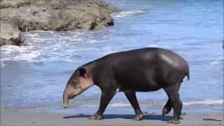 Bairds Tapir in Costa Rica [upl. by Siuqram36]