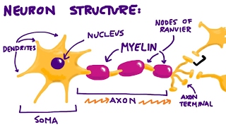 Neurons amp The Synapse Overview [upl. by Niasuh]