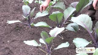 How to Grow Cabbage  A Step by Step Guide [upl. by Enait150]