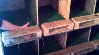 Roll out nest boxes For Egg Eaters amp Cleaner Eggs [upl. by Bunns509]