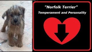 Norfolk Terrier Temperament and Personality [upl. by Borrell]