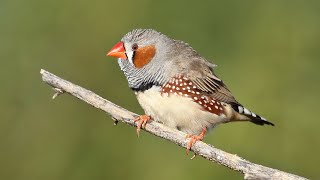 Zebra Finch in the wild a documentary [upl. by Beebe354]