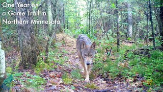 One year on a game trail in Northern Minnesota [upl. by Haseena489]