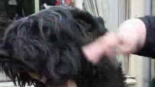 How to Brush a Bouvier [upl. by Orose]