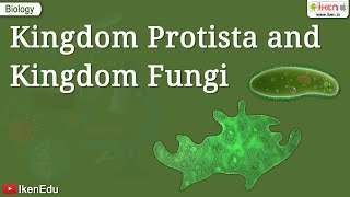 Kingdom Protista and Kingdom Fungi  Class 11 Biology  iKen [upl. by Iatnwahs]