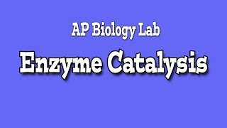 CATALASE ENZYME LAB  AP Biology [upl. by Annayk]