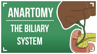 The Biliary System [upl. by Brunelle]