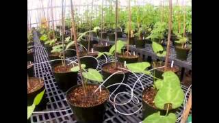 Bean Plants Grow in UC Davis TimeLapse Video [upl. by Melli]