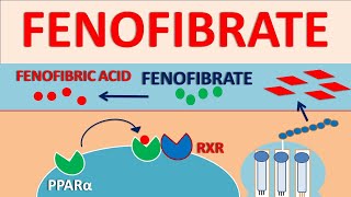 Fenofibrate  Mechanism side effects interactions and contraindications [upl. by Bennir]